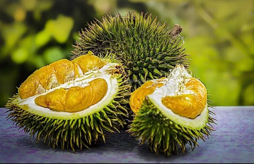 BUMDes Limbangan Kelola Agrowisata Durian